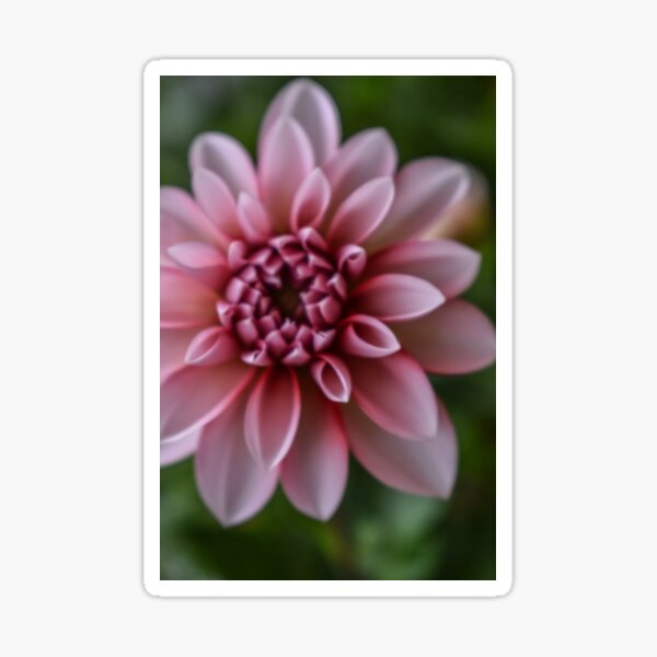 Item preview, Pink Dahlia designed and sold by DonnaMariePhoto.