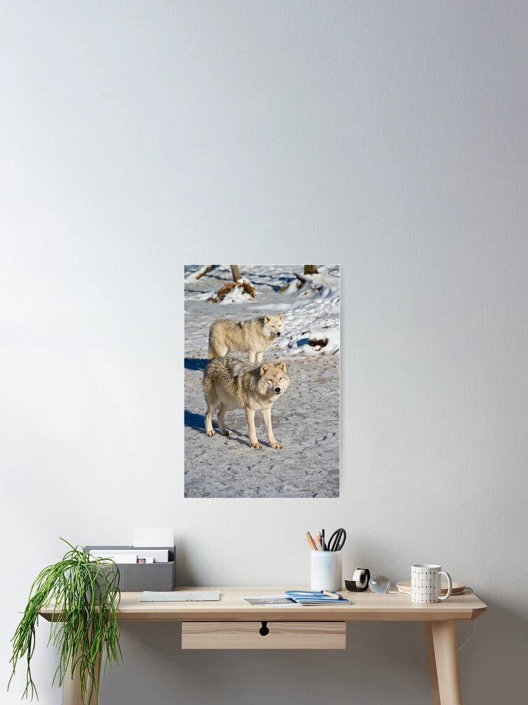 Thumbnail 2 of 3, Poster, Arctic Wolves designed and sold by WolvesOnly.