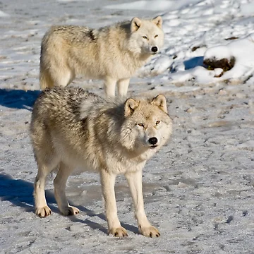 Artwork thumbnail, Arctic Wolves by WolvesOnly