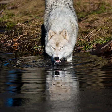 Vorschaubild zum Design Taking A Drink von WolvesOnly