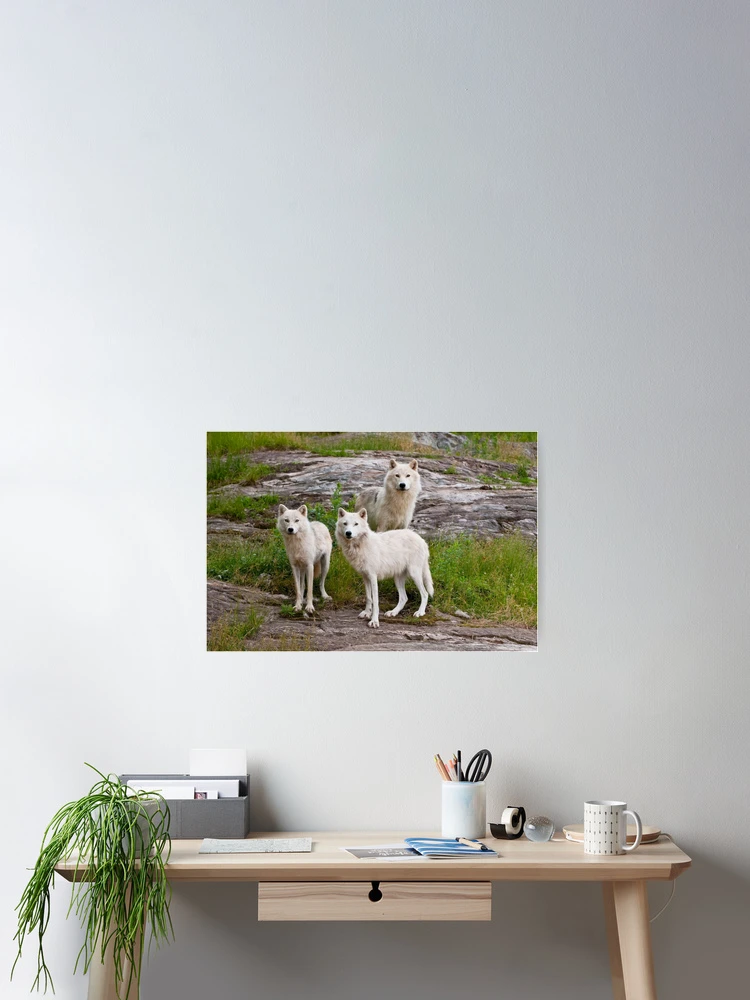 Thumbnail 2 of 3, Poster, Arctic Wolves designed and sold by WolvesOnly.