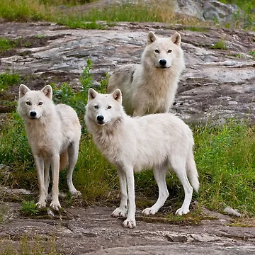 Artwork thumbnail, Arctic Wolves by WolvesOnly