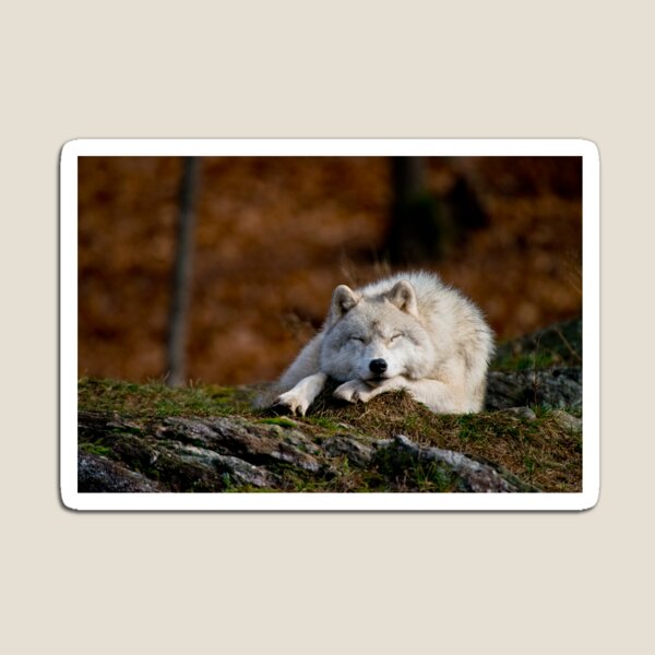 Arctic Wolf Magnet