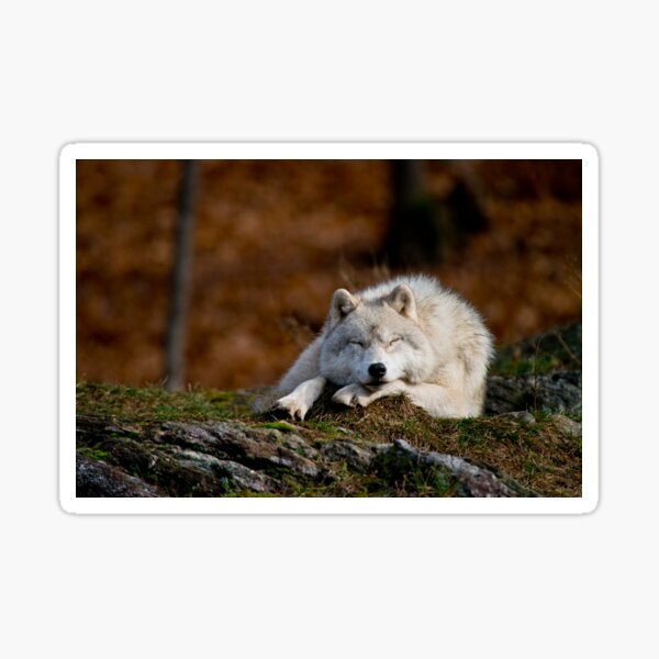 Arctic Wolf Sticker