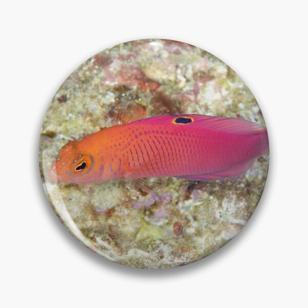 Item preview, Oblique-lined Dottyback designed and sold by Mark Rosenstein.