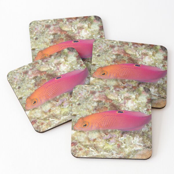 Item preview, Oblique-lined Dottyback designed and sold by Mark Rosenstein.