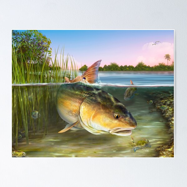 Redfish Posters for Sale