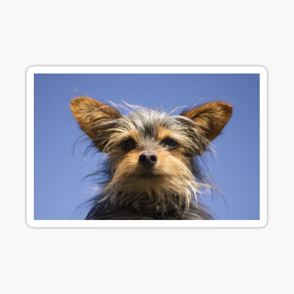 Cute little puppy looking at you Sticker