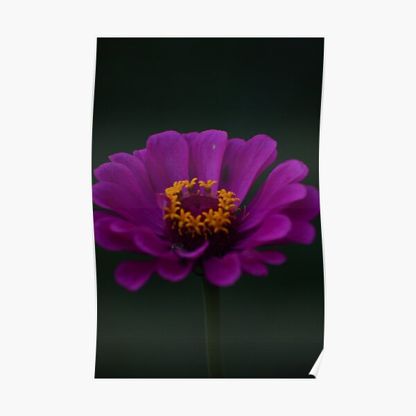 Purple Zinnia Poster