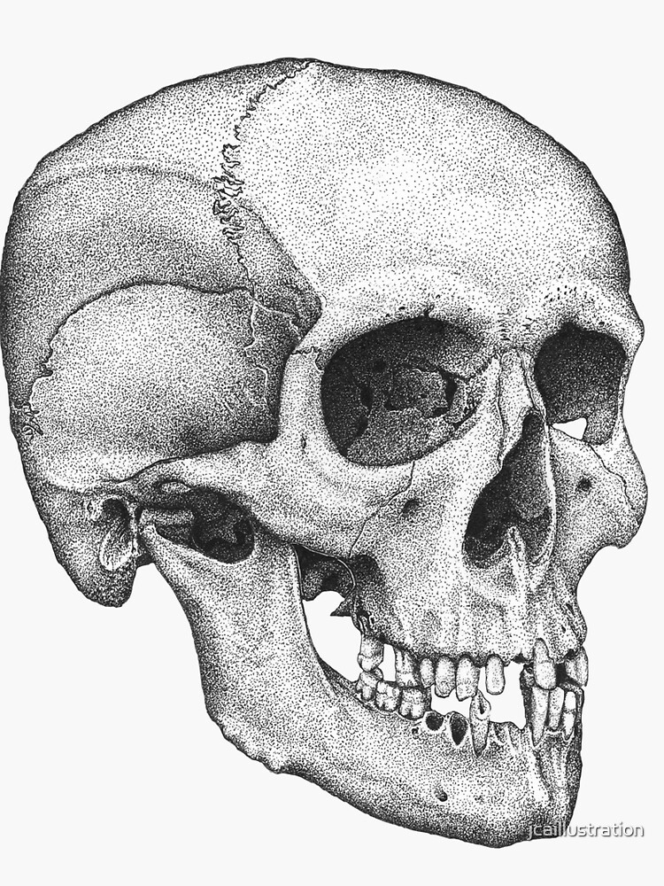 Human Male Skull by jcaillustration