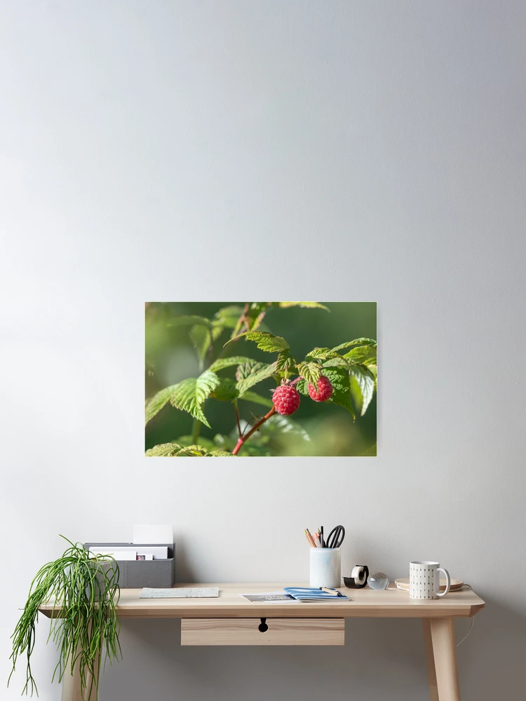 Thumbnail 2 of 3, Poster, Raspberry designed and sold by EngineerGoC.