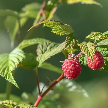 Artwork thumbnail, Raspberry by EngineerGoC