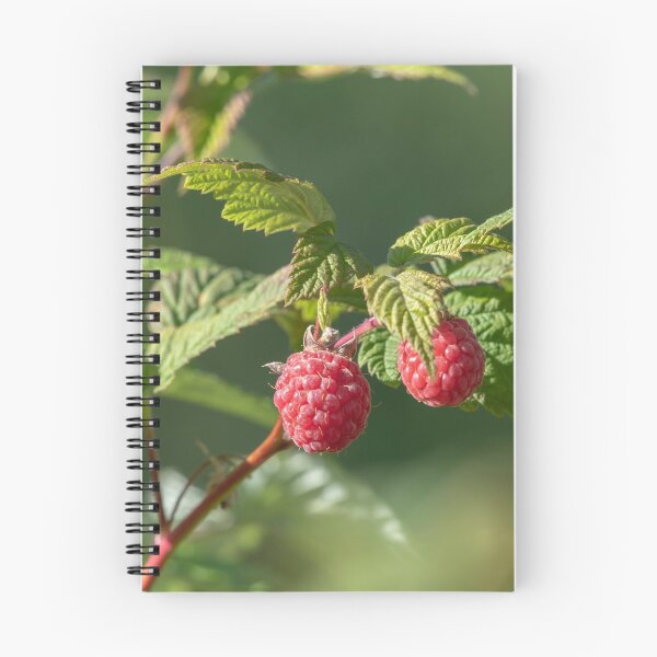 Item preview, Raspberry designed and sold by EngineerGoC.