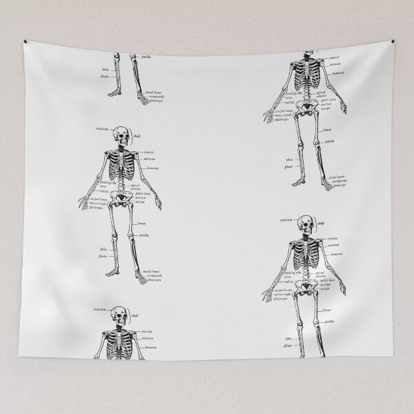 Item preview, Human skeleton  designed and sold by magda09.