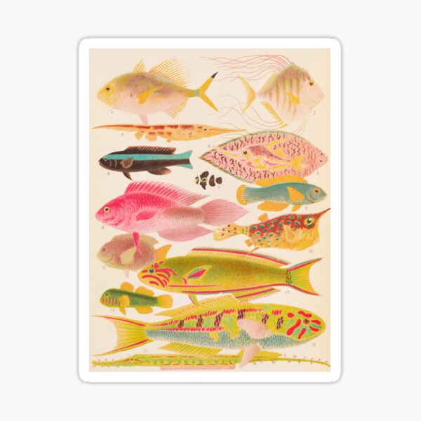 Item preview, Great Barrier Reef Tropical Fishes Vintage Illustration designed and sold by VintageArchive.