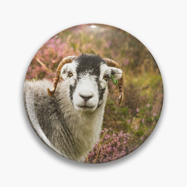 Artikelvorschau, Swaledale-Schafe im Heidekraut entworfen und verkauft von Jane Stanley Photography.