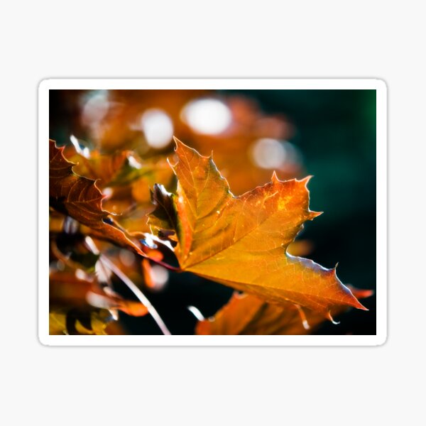 Maple Leaf Sticker