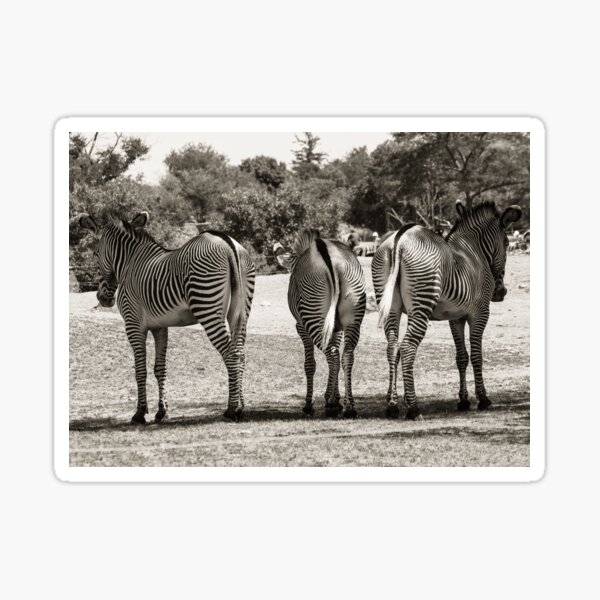 Three Zebra Crossing Sticker