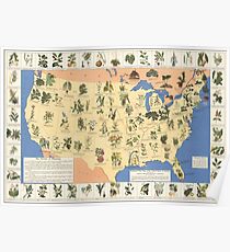 1932 Heilpflanzenkarte der Vereinigten Staaten. Erstaunliche Karte von 'Herbal Cures' Poster