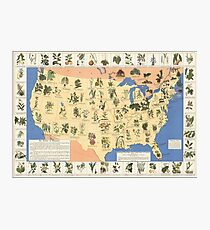 1932 Medicinal Plant Map of the United States. Amazing map of ‘Herbal Cures’ Photographic Print