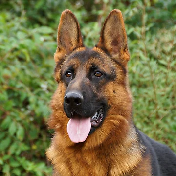 Artwork thumbnail, Alert Rocco by Sandy Keeton