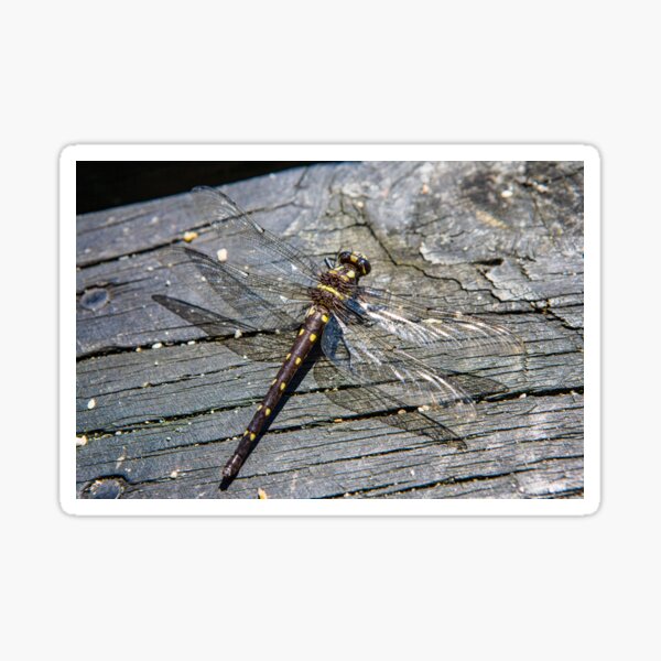 Dragonfly at rest Sticker