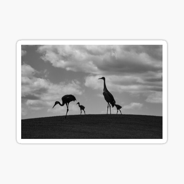 Birds on the Horizon Sticker