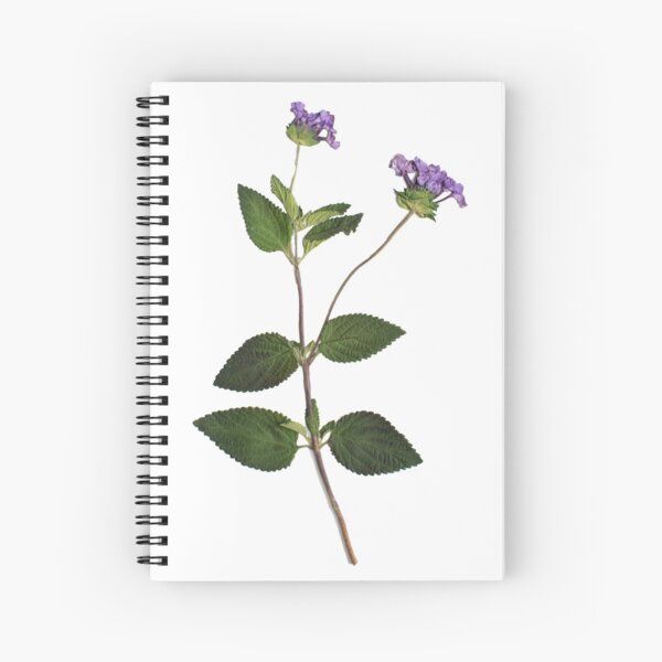 Press Dried Rose Flower Petals on Notebook Page, on White Carpet Fur Stock  Image - Image of note, flora: 83692419