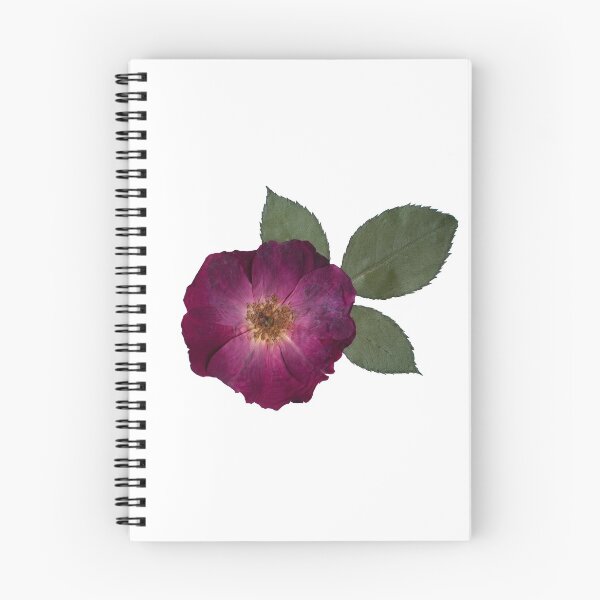 Item preview, Small Pressed Rose, Pressed Flowers, Pink Rose designed and sold by PressedbyHNL.