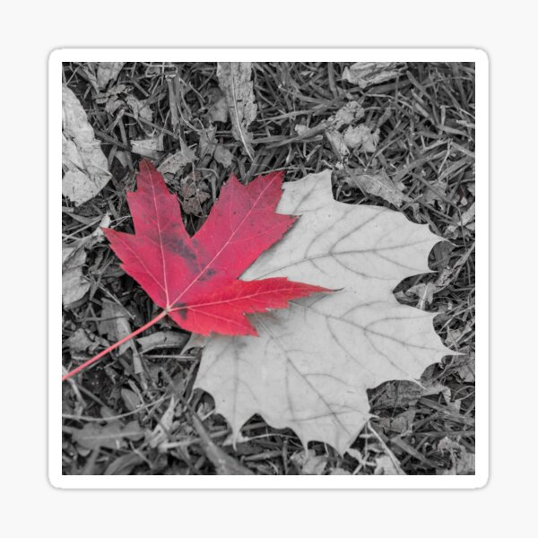 Red Maple Leaf Sticker