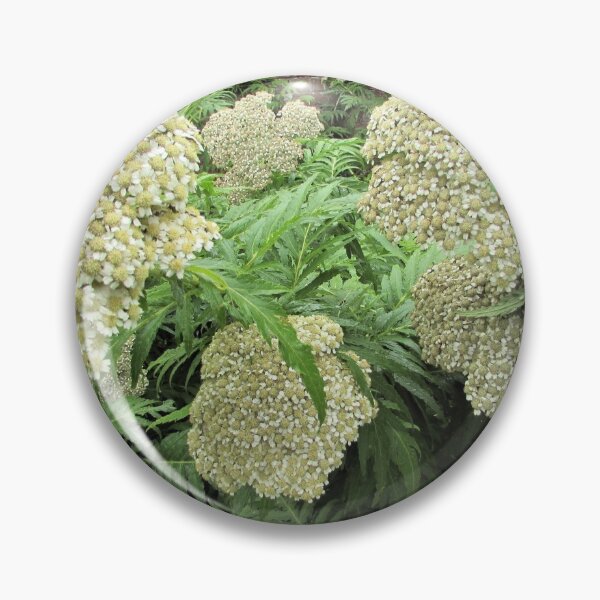 Item preview, Achillea chrysocoma 'Grandiflora' - Classic looking flower designed and sold by GoNatureDesigns.