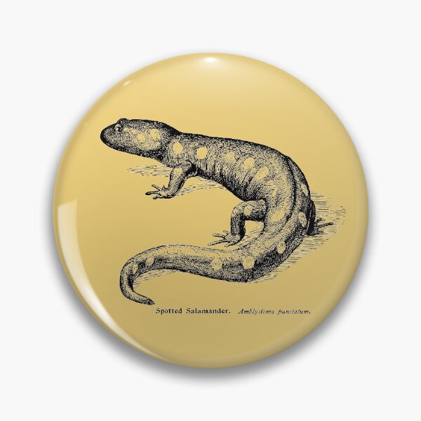 Item preview, Spotted Salamader - Vintage Scientific Illustration designed and sold by coalfrog.