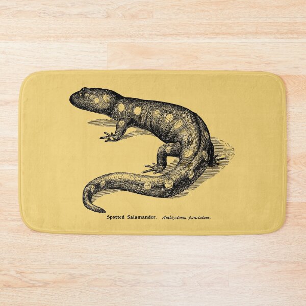 Item preview, Spotted Salamader - Vintage Scientific Illustration designed and sold by coalfrog.