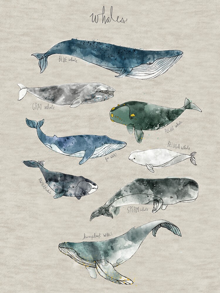 Thumbnail 5 of 5, Pullover Hoodie, Whales designed and sold by AmyHamilton.