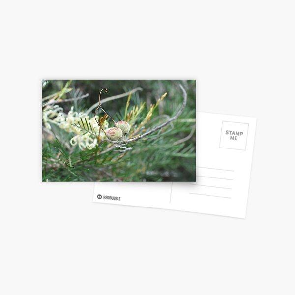 Spring in Australia Postcard