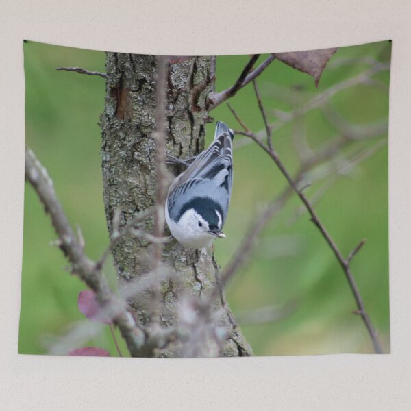 Item preview, White-Breasted Nuthatch in a Crabapple Tree designed and sold by mokacat.