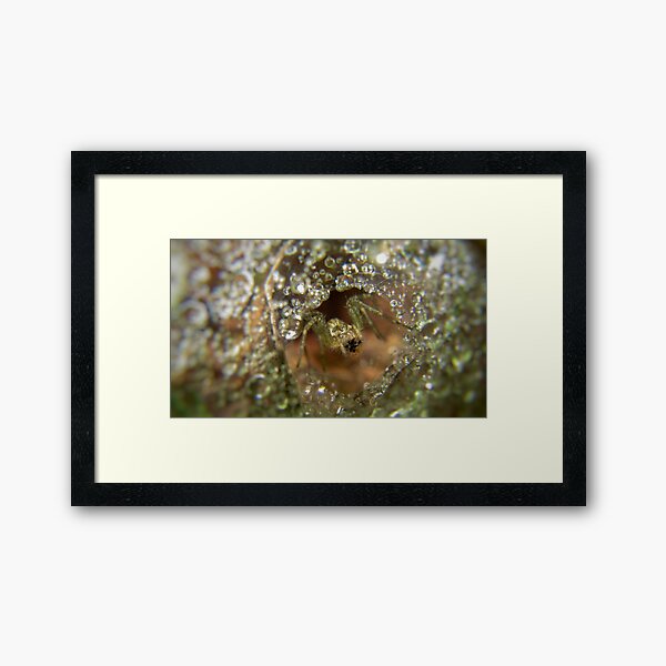 Spider in his crystal palace Framed Art Print