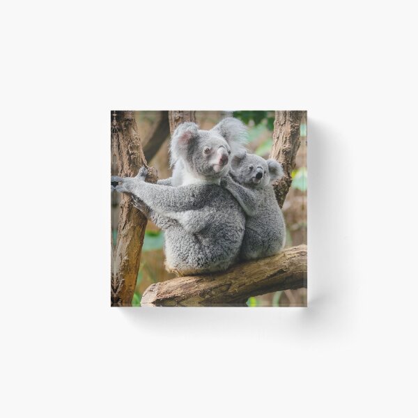 Acrylic Koala Resting on Eucalyptus Tree Cake Topper Party