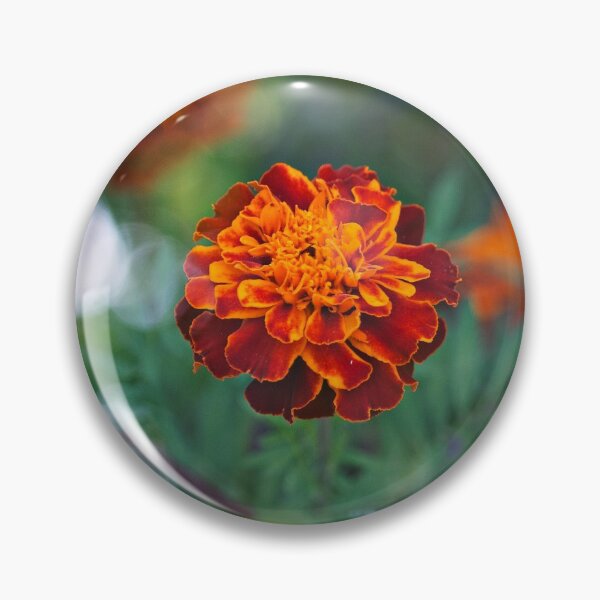 Artikelvorschau, Ringelblume entworfen und verkauft von bwatkinsphoto.