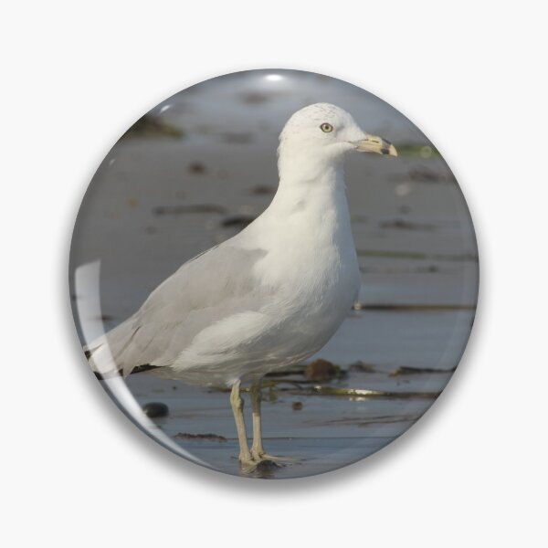 Artikelvorschau, Gansett Gull entworfen und verkauft von Autumn Seas Photography.