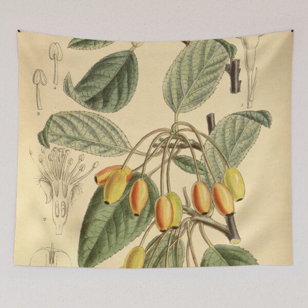 Item preview, Malus rivularis 145 8798 designed and sold by EsotericBotanic.
