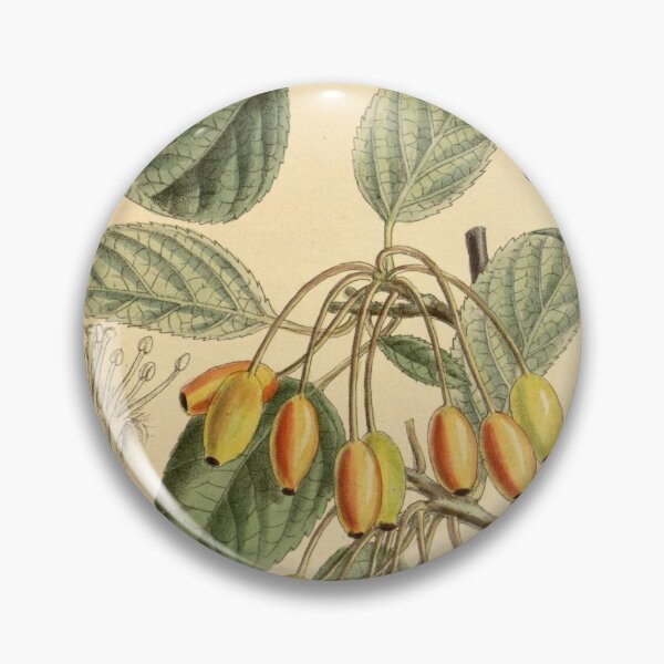 Item preview, Malus rivularis 145 8798 designed and sold by EsotericBotanic.