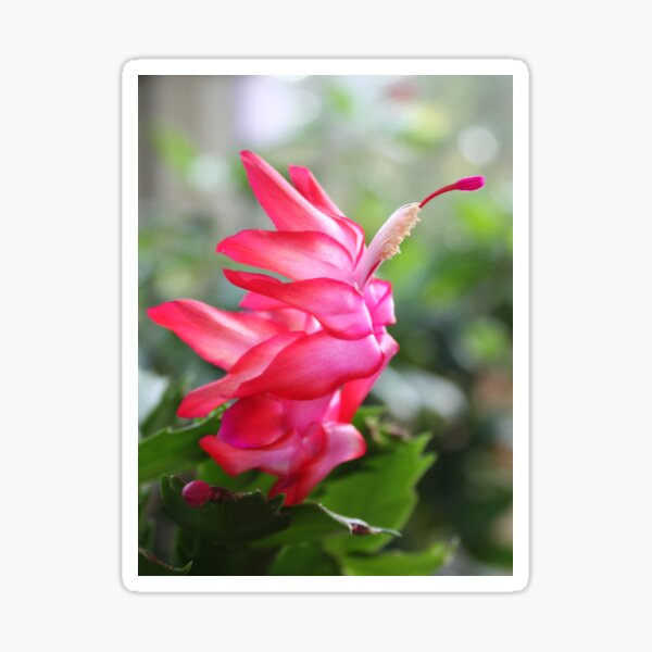 Flower bird Sticker