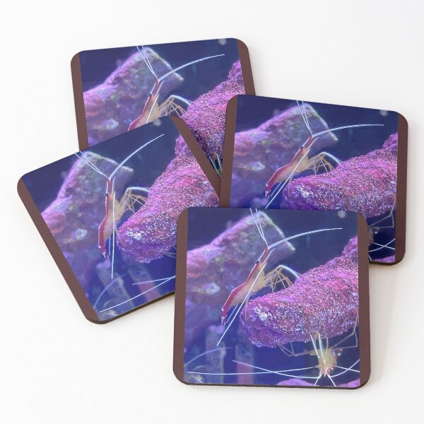 Item preview, Reff Cleaner Shrimp designed and sold by Taranodongirl7.