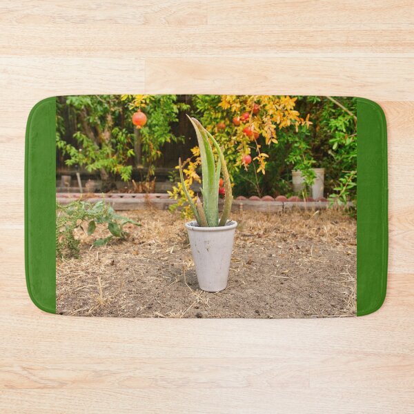Item preview, Aloe Vera Potted Plant designed and sold by edwinvisuals.