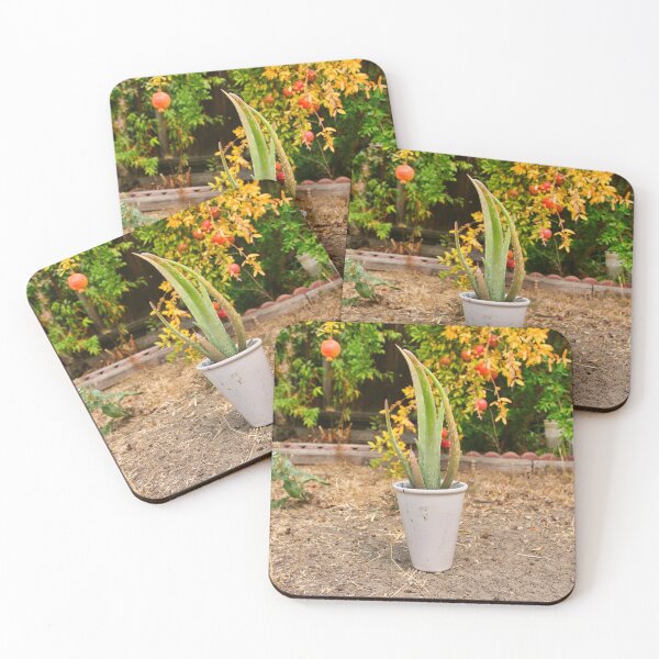 Item preview, Aloe Vera Potted Plant designed and sold by edwinvisuals.