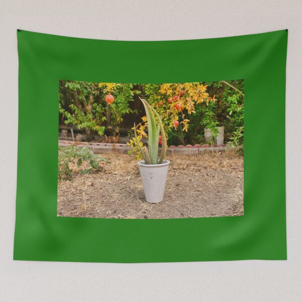 Item preview, Aloe Vera Potted Plant designed and sold by edwinvisuals.