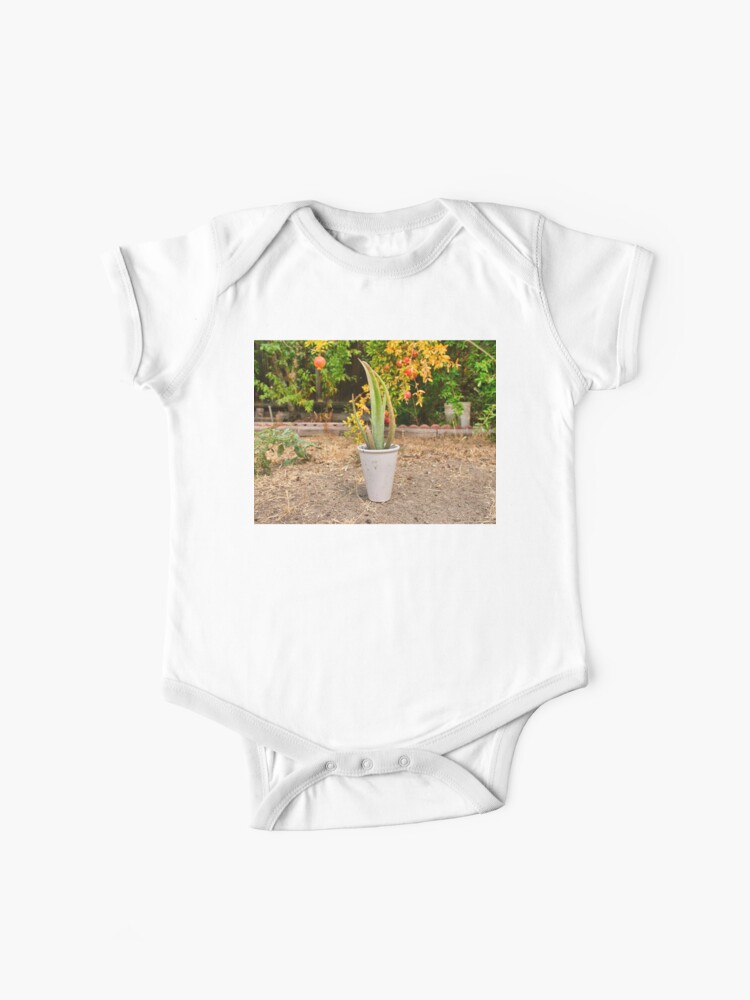 Body Para Bebe Planta En Maceta De Aloe Vera De Edwinvisuals Redbubble