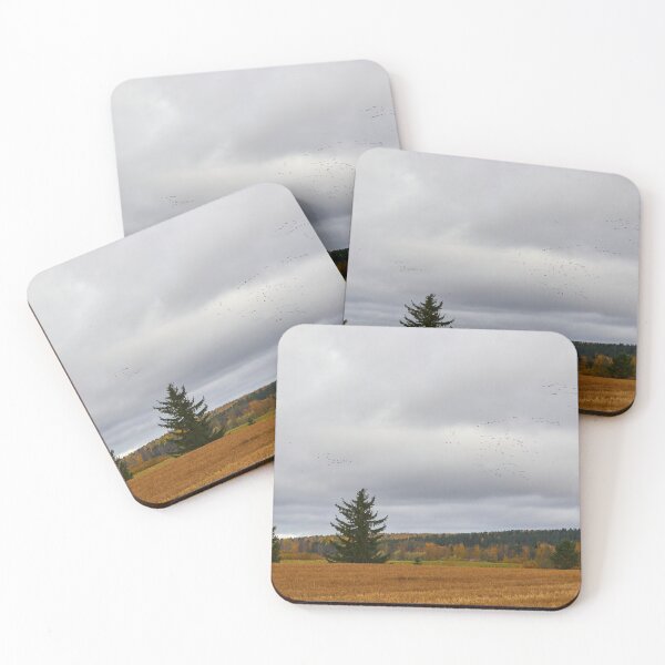 Item preview, Barnacle goose fieldscape designed and sold by Jouko Lehto Photography.
