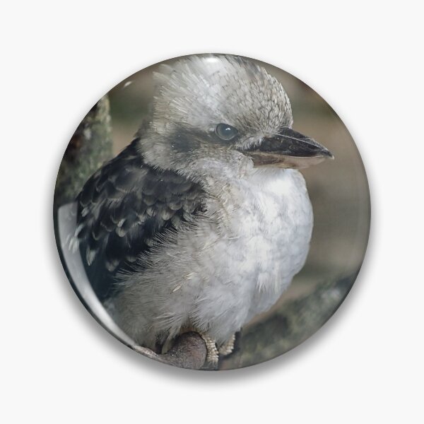 Item preview, Kookaburra, Dacelo novaeguineae. designed and sold by Philip Butler.
